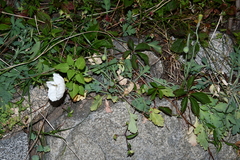 Papaver sokolovskajae