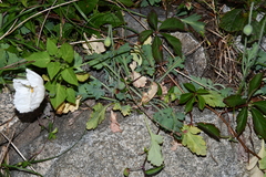 Papaver sokolovskajae