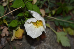 Papaver sokolovskajae