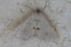 Isturgia penthearia