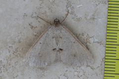 Isturgia penthearia