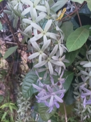 Petrea