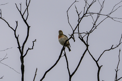 Epthianura tricolor