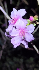 Prunus campanulata