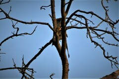 Dendrocitta vagabunda