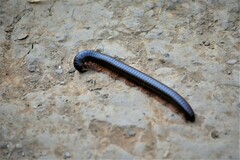 Archispirostreptus syriacus