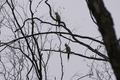 Nymphicus hollandicus