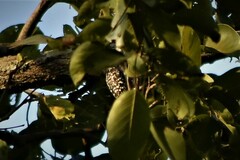 Leiopicus mahrattensis