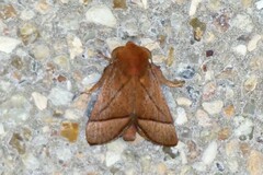 Praesetora divergens