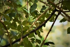 Phylloscopus trochiloides