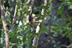 Zosterops palpebrosus