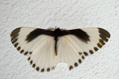 Melanothrix