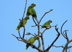 Amazona aestiva