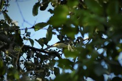 Pericrocotus cinnamomeus