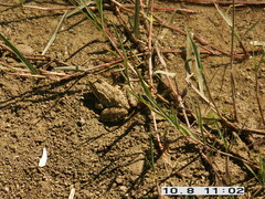 Pelophylax bedriagae
