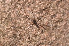 Neopantopsalis thaumatopoios