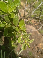 Diospyros lycioides lycioides