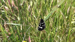 Phalaenoides tristifica