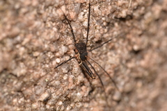 Neopantopsalis thaumatopoios