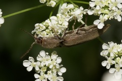 Agriotes pilosellus