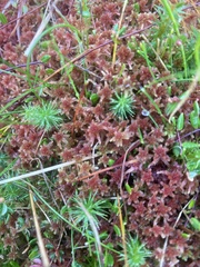 Sphagnum rubellum