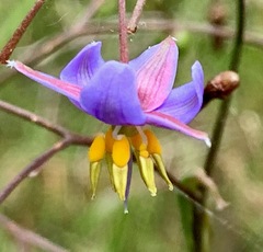 Dianella longifolia longifolia