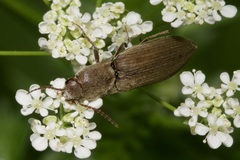 Agriotes pilosellus