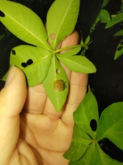 Aspidimorpha miliaris