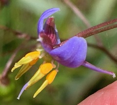 Dianella longifolia longifolia