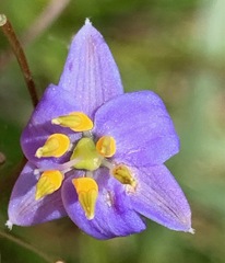 Dianella longifolia longifolia