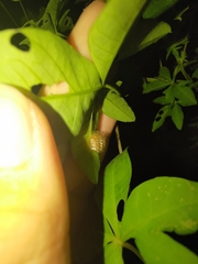 Aspidimorpha miliaris