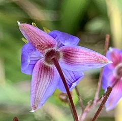 Dianella longifolia longifolia