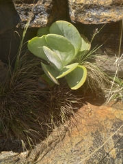 Kalanchoe thyrsiflora