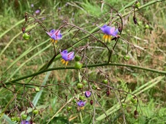 Dianella longifolia longifolia