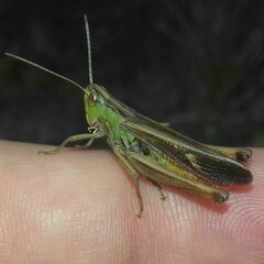 Stenobothrus lineatus