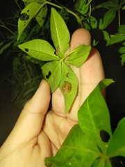 Aspidimorpha miliaris