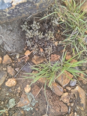 Anacampseros subnuda