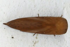 Kunugia suanoides