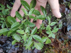 Trifolium medium