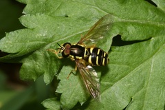 Chrysotoxum elegans