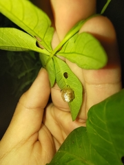 Aspidimorpha miliaris