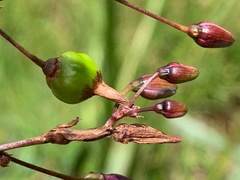 Dianella longifolia longifolia