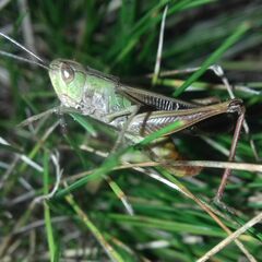 Stenobothrus lineatus
