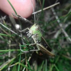 Stenobothrus lineatus