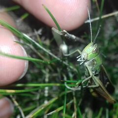 Stenobothrus lineatus