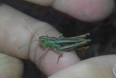 Stenobothrus lineatus