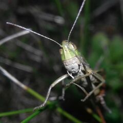Stenobothrus lineatus
