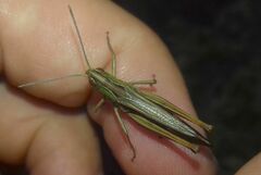 Stenobothrus lineatus