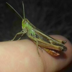 Stenobothrus lineatus