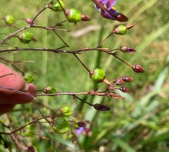 Dianella longifolia longifolia